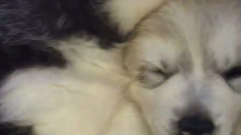 Funny dogs're so lovely.