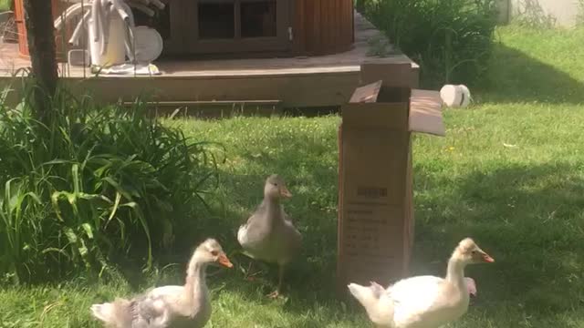 Cute goslings form line as they roam the yard