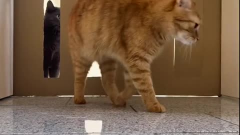 Boys went for next challange 😊 Via:-Cute and Funny Cat Videos