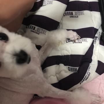 The puppy waits for a prank