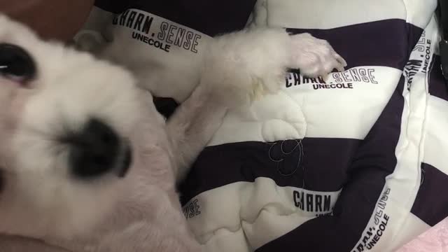 The puppy waits for a prank