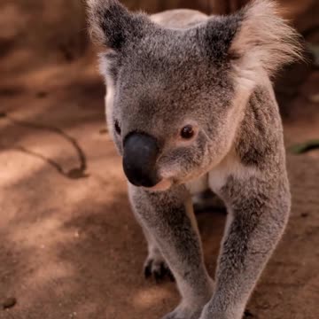 Cute Australian Koala # cute #🐨