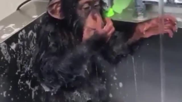 monkey in the bath