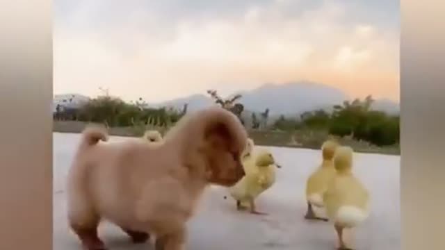 Cute puppy became the boss of five duckling