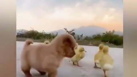 Cute puppy became the boss of five duckling