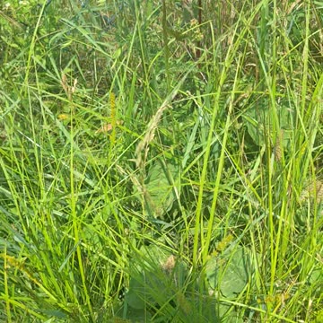 Beautiful flowers in a field!