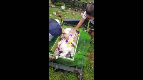 Saddest dog funeral.