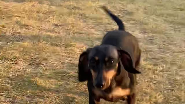 Dachshund approaching with short legs