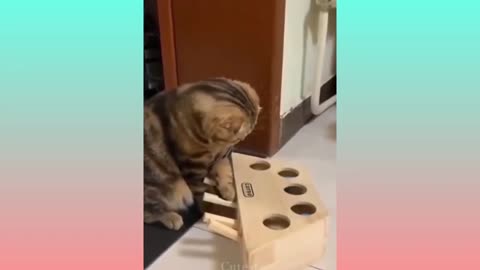 Cute kitten playing #2