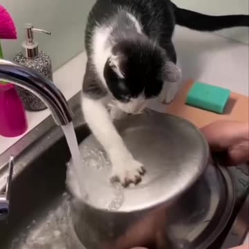 Those paws are great for scraping pots and pans