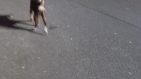 Very cute Brown doggy is standing enjoying on street