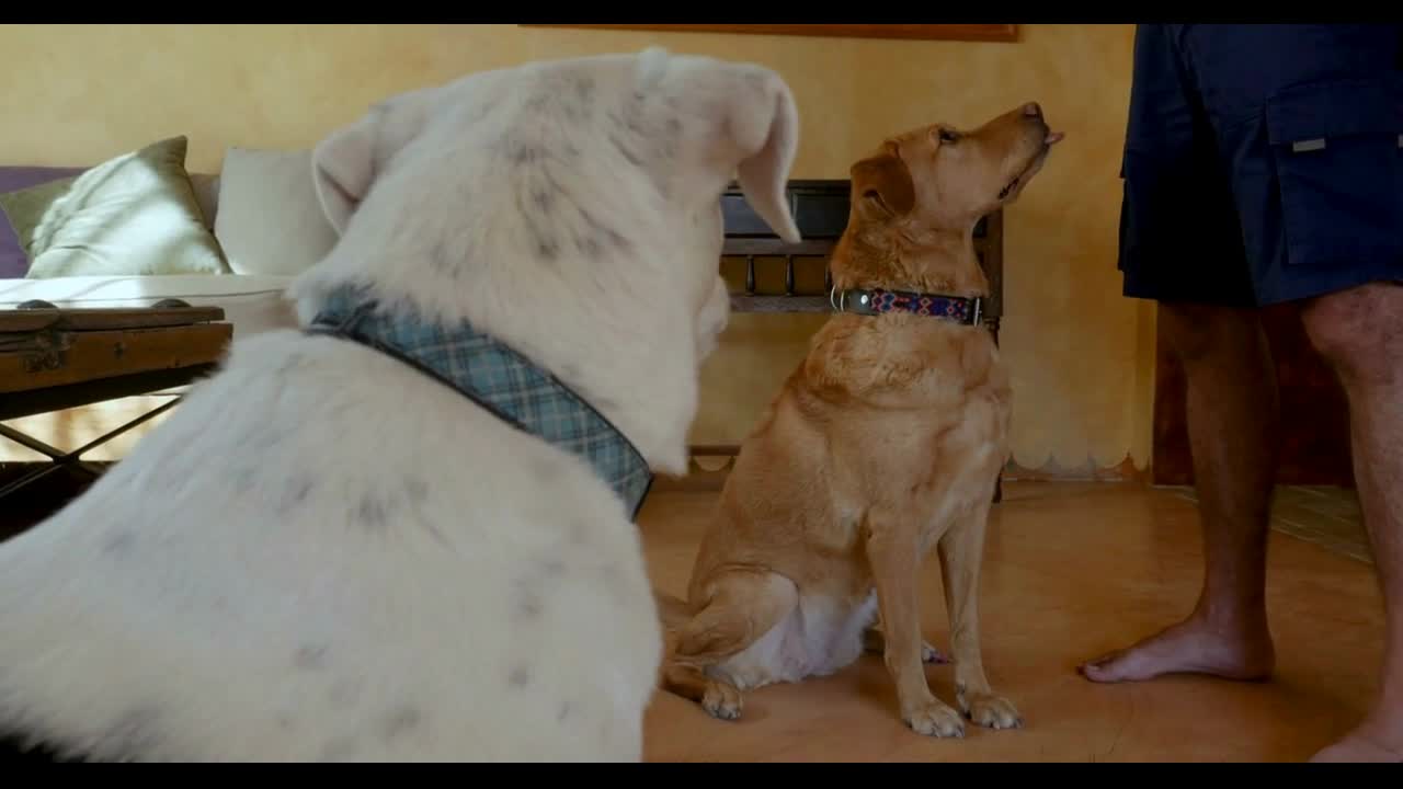 Two well behaved large mixed breed mutt dogs sitting