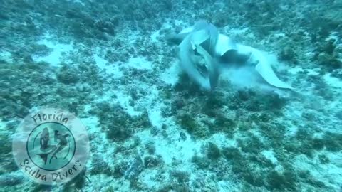 Nurse Shark Mating In The Wild