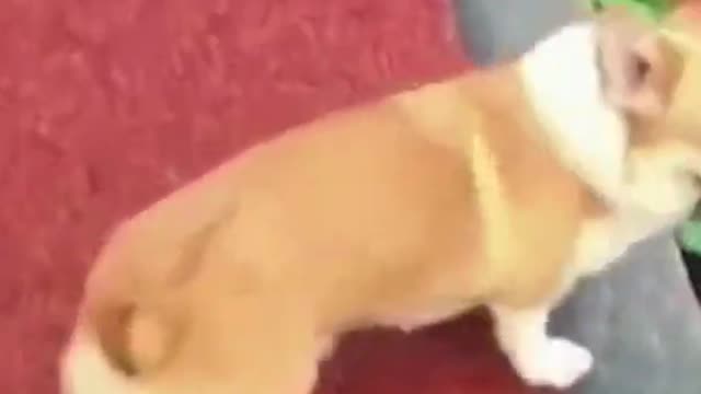 Weee😂- Best Funny Animals Make You Laugh
