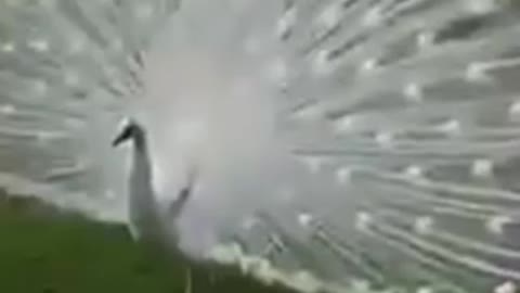 BEAUTIFUL WHITE PEACOCK.
