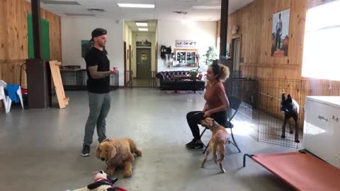 Leash reactive dog training how to - Dog reactivity training
