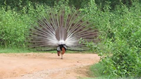 Disco dance by Peacock - Nagarhole Tiger Reserve