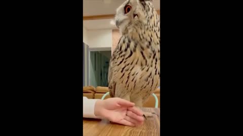 The cat's remarkable reaction 2021