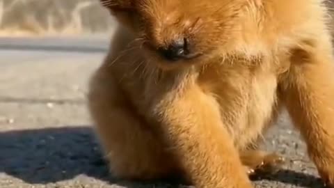 Cute Baby Dog 613