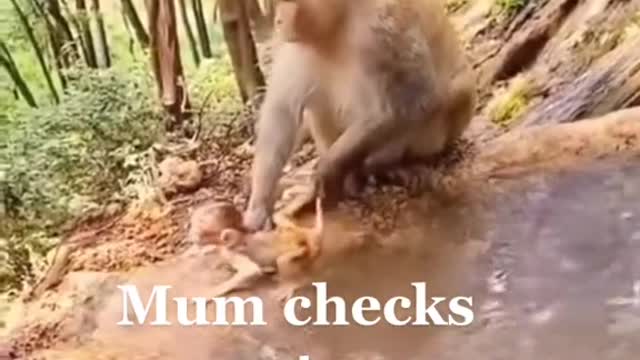 funny monkey