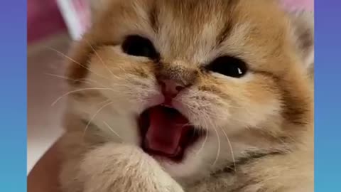Cats and dogs funny videos