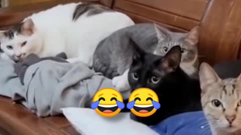 cut cat video funny cat video