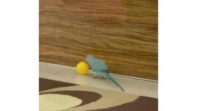 Bird playing with ball