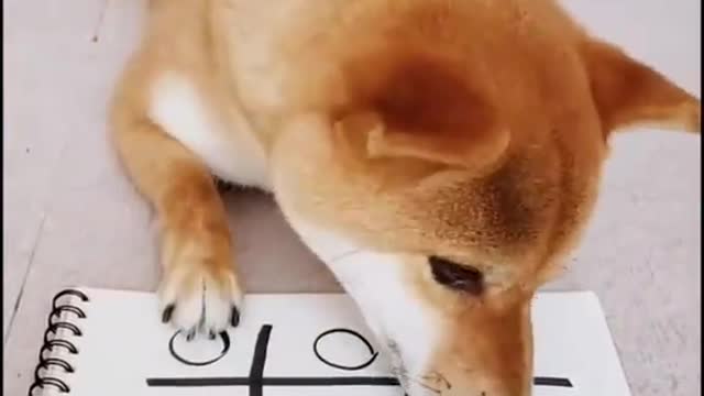 Dog playing with me