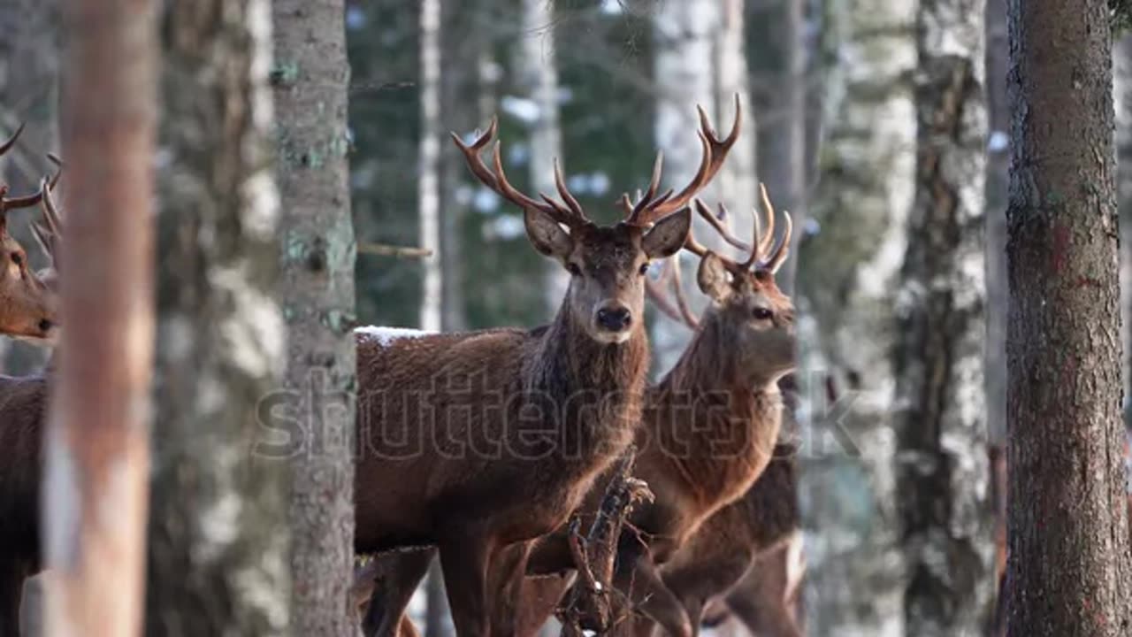 Red deer in winter forest. wildlife, Protection of Nature. Raising deer in their natural environment