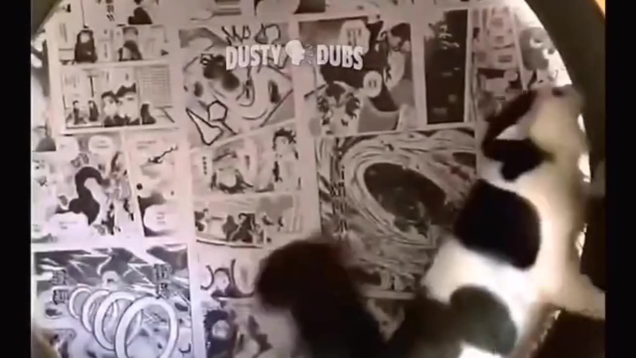 Funny cat 🤣 videos