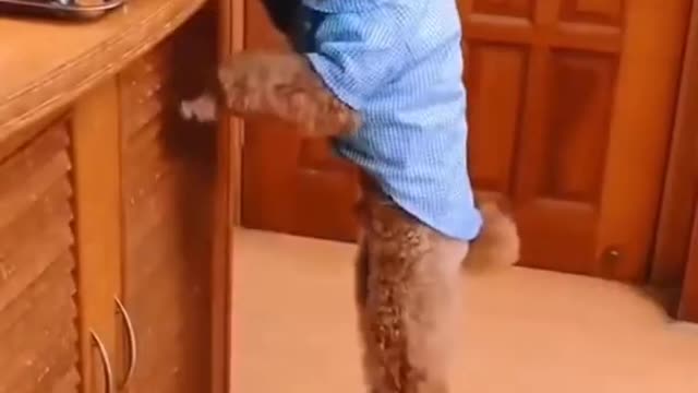 Cute Funny dog