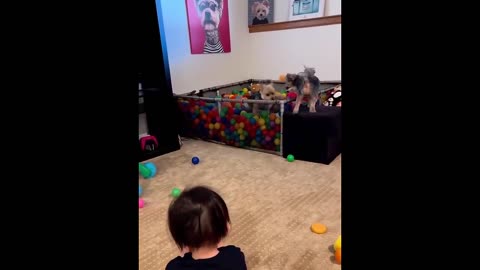 Dogs & Cats Funny Video