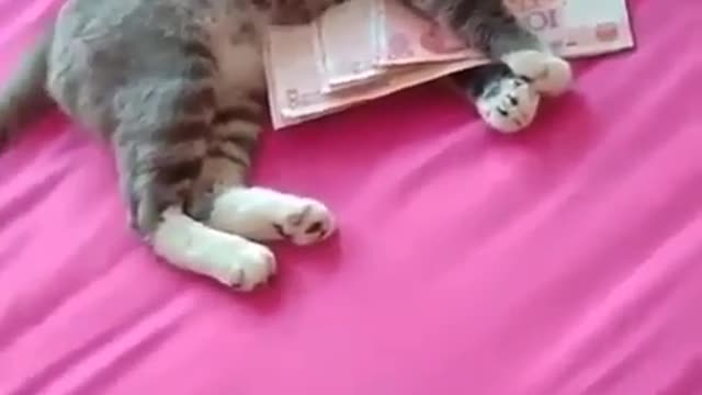 My cat loves money more than me