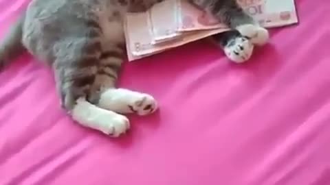 My cat loves money more than me