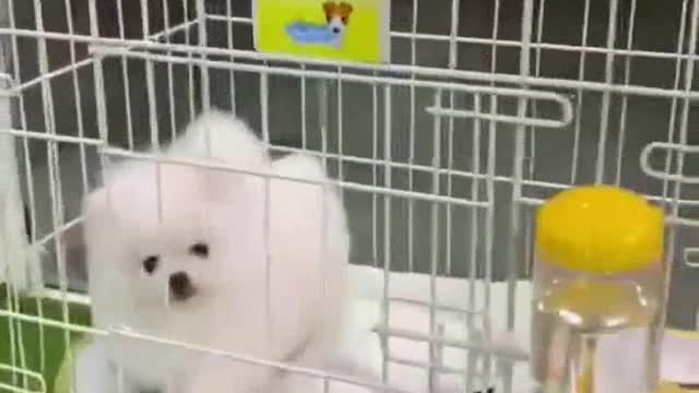 Playful Pomerania dog so cute