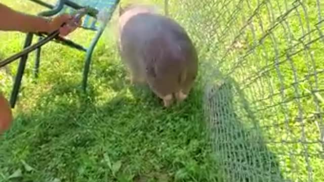 ARK OF GRACE: NOBLE THE PIG GETS A MUD PIT!!!FUNNY!