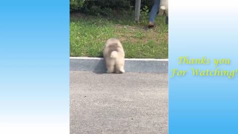 funny animals, compilation #003