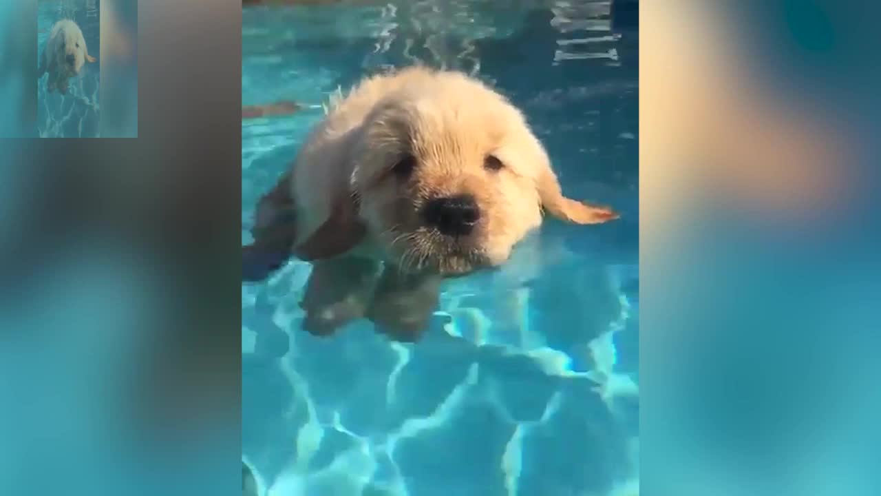 A swimming dog