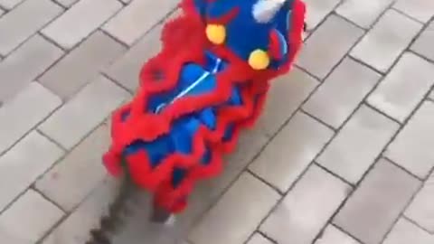 Small Catwalk Lion Dance!?