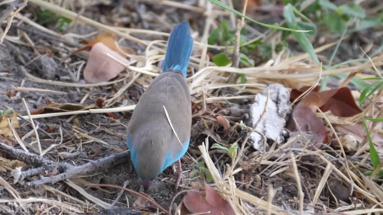 The Most Colorful Birds - Beautiful Birds Sound in the Forest | Scenic Relaxation Film