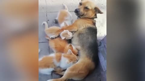 Funny Animal Videos