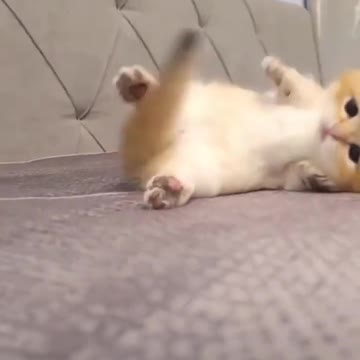OMG So Cute Cat Video ❤ #cat #kittens #short