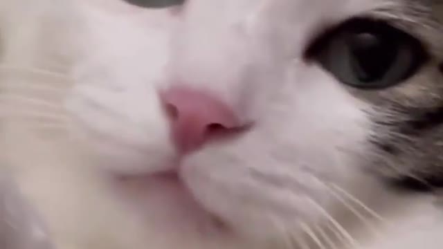 Oh I like 🥰 the teefies 😍❤️