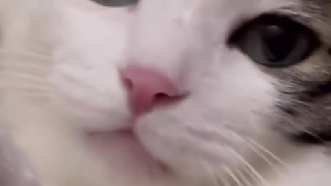 Oh I like 🥰 the teefies 😍❤️