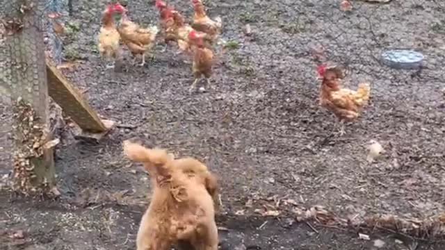 Tan dog looking at chickens from fence