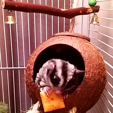 Sweetpea Sugarglider enjoying her Cheese-it