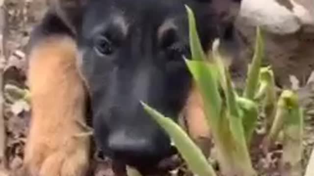 😍German Shepherd puppy cuteness overload!