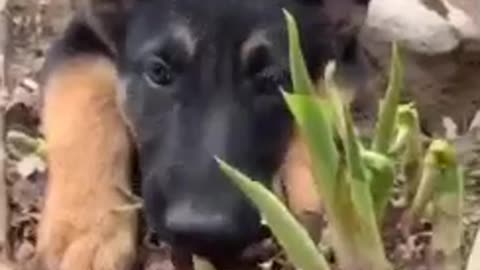 😍German Shepherd puppy cuteness overload!