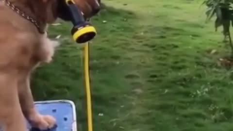 Naughtiest dog ever 🤣🤣