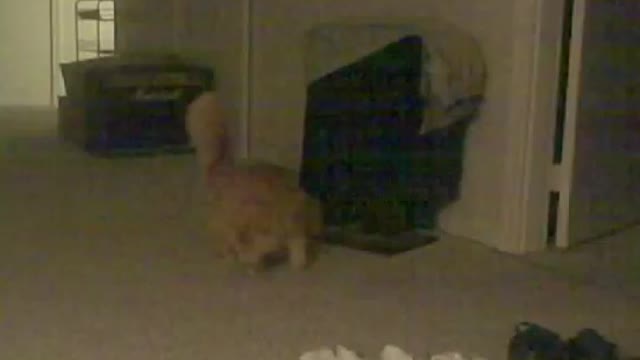 Maine Coon Dances